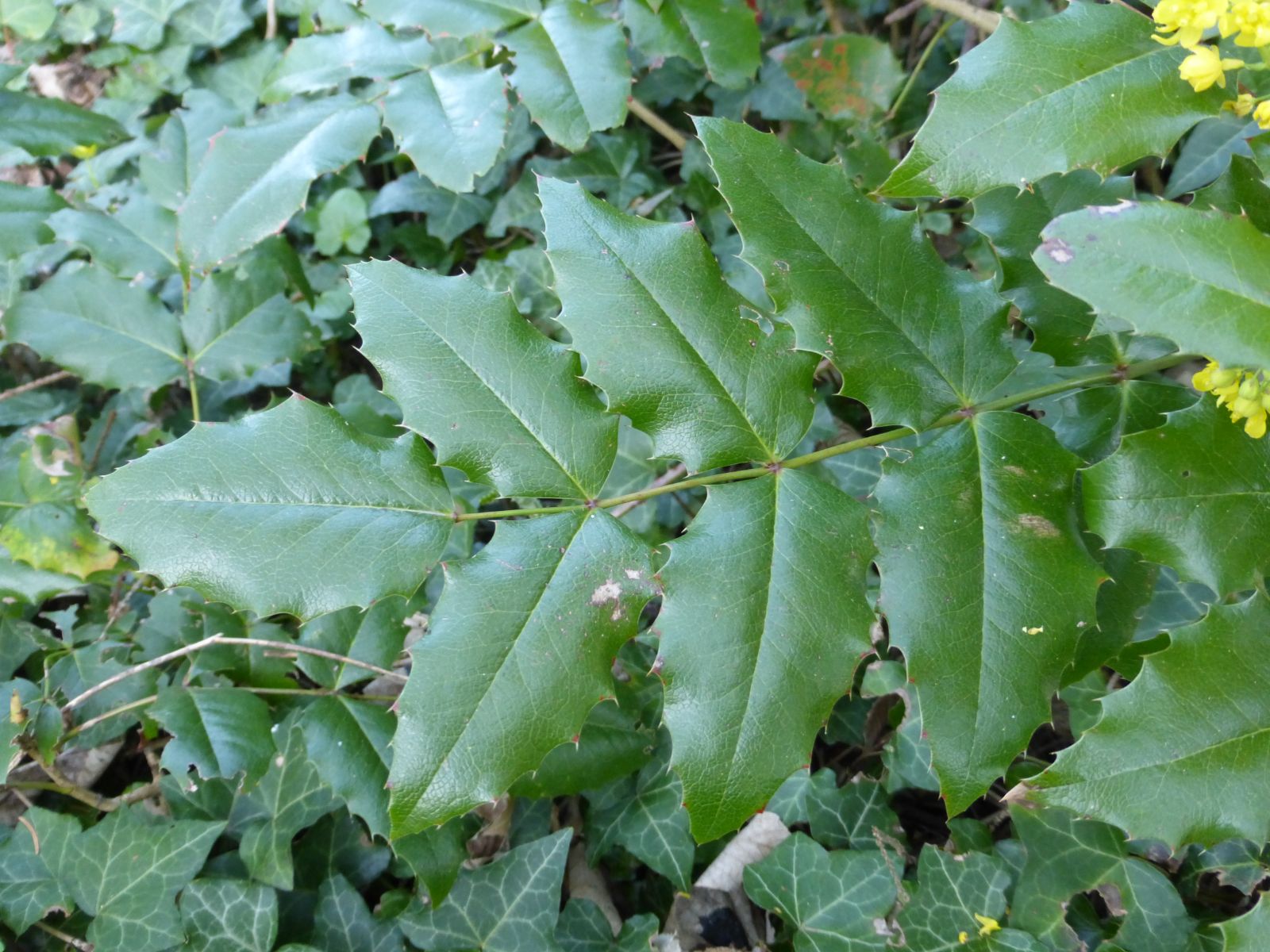 <p>-never more than 9 leaflets per leaf<br>-compound leaf<br>-serrated leaf margins</p>