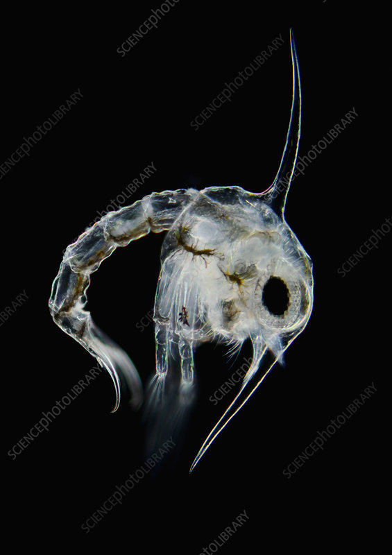 <p>Zoea (shrimp/crab larva)</p>