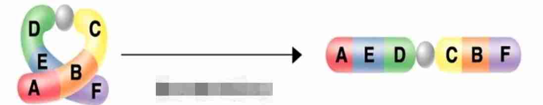 <p>the gene order on a chromosome switches</p>