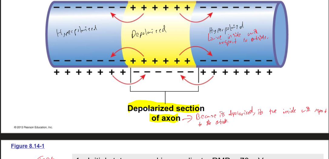 <p>Plays on the idea of ions being attracted to opposite charges</p><ul><li><p>When a section of the axon depolarizes, positive charges move by local current flow into adjacent sections of the cytoplasm. On the extracellular surface, the positive charges flow toward the depolarized region (relatively negative)</p></li></ul><p></p>