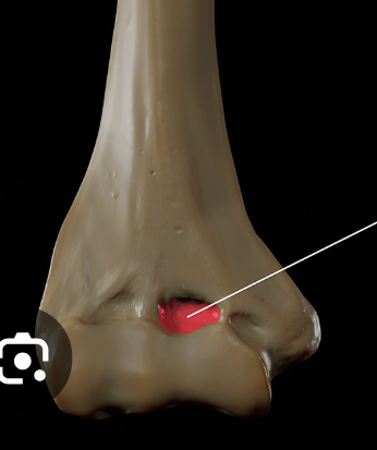 <p>(anterior view)</p>