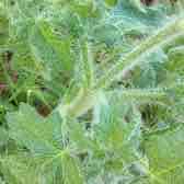 <p><img src="https://foragefax.tamu.edu/files/2013/04/2012-04-01_18-45-01_632.jpg" alt="Bullnettle « Hill Country Agriculture Briefs"></p>