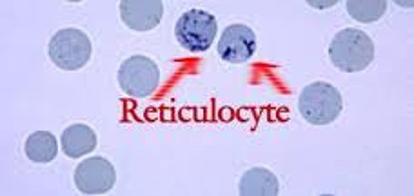 <p>Immature red blood cells in the blood (non-nucleated)</p>