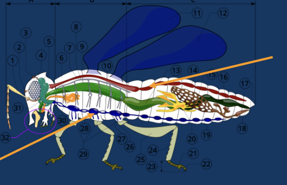 <p>name the sections </p>