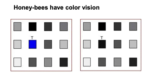 <p>What was the honey-bees square vision test about</p>