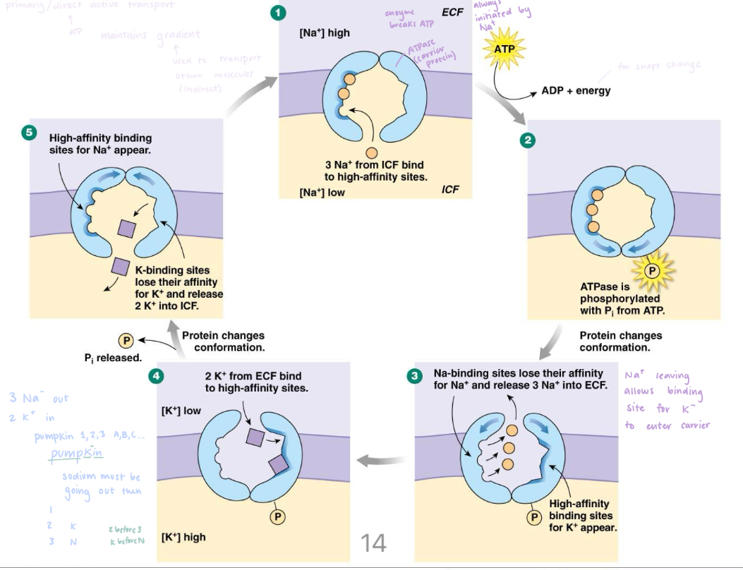 <p>Change conformation (shapes)</p><p>ICF </p>