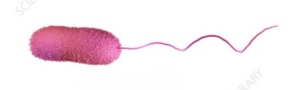 <p>Having a single flagellum at one end of cell, usually a bacterial cell</p>