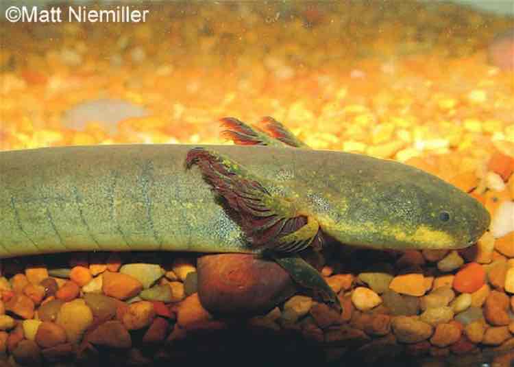 <p>long slender body, up to 27 inches in length, with a very small dorsal fin that runs from the vent to the tip of the tail.&nbsp; It has only a pair of front legs, each foot has four toes, which are greatly reduced in size.&nbsp; &nbsp;</p><p style="text-align: start">The rear legs are completely missing.&nbsp; The head is somewhat flattened, and there are bushy external gills located on each side of the head.&nbsp;</p><p style="text-align: start">Coloration: varies in color from light grayish green to olive or black; there are also small irregular dots that are visible on lighter-colored individuals.&nbsp;<span>Juveniles are more brightly marked and have a red band across the nose and along the side of the head.</span></p>