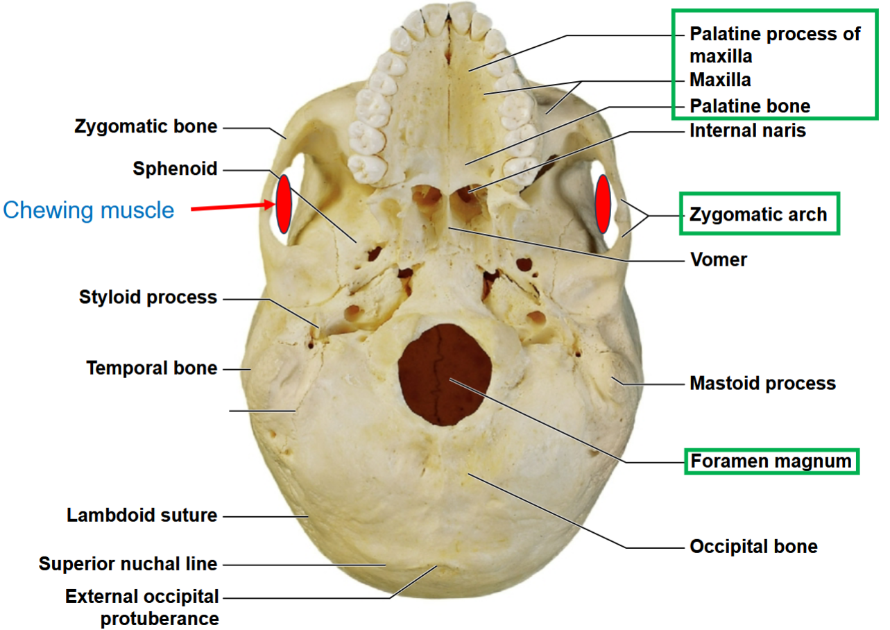 <p>What view of the skull is this, and what features <strong>SHOULD YOU KNOW?</strong></p>