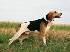 <p>Origin: France</p><p>Height: 24-28 in</p><p>Weight: 75-77 lbs</p><p>Life Span: 11-12 yrs</p><p>Type: Scent Hound</p>