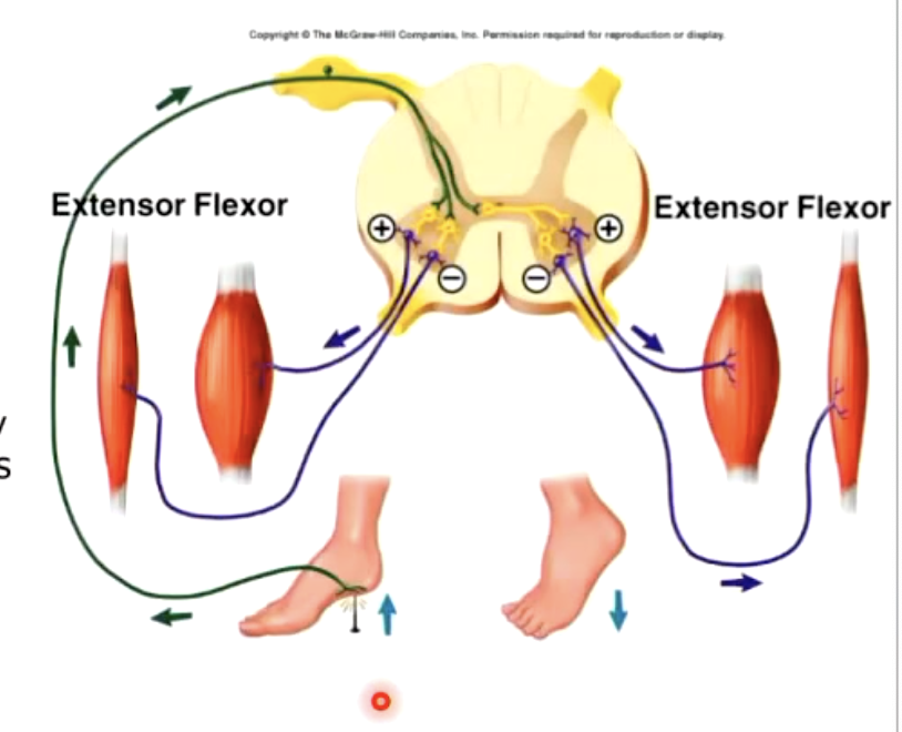 <p>describe what happens in the crossed-extensor reflex</p>