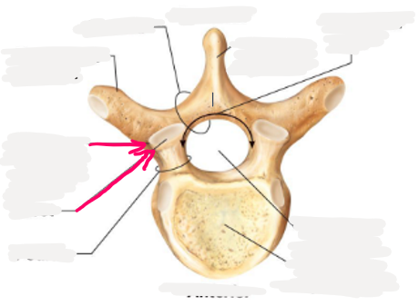 <p>name this bone or bone marking</p>
