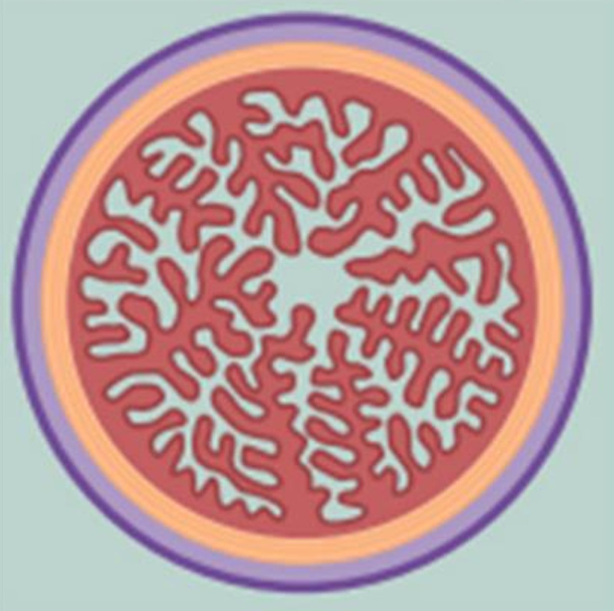 <p>this cross section of the oviduct would be found in the ______</p>
