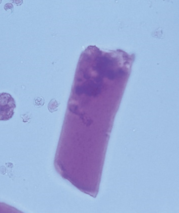 term image