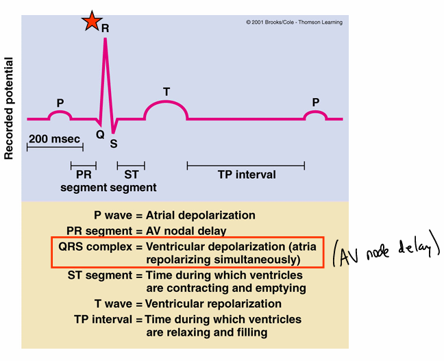 <p>electrocardiogram</p>