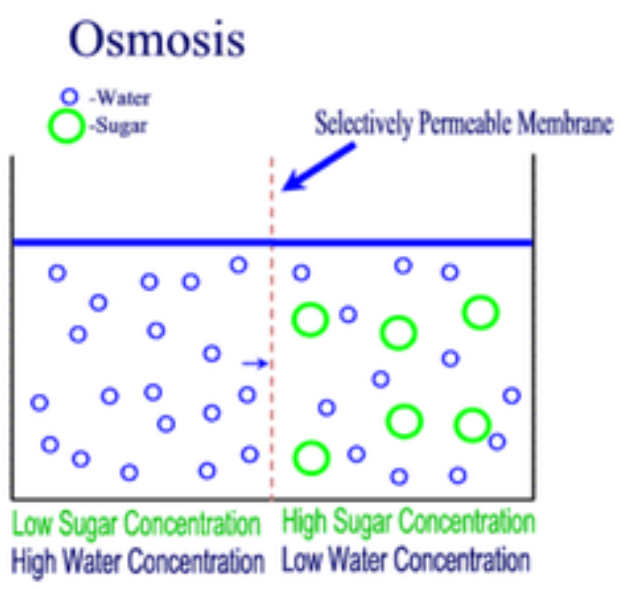 <p>The diffusion of water from a dilute solution to a concentrated solution through a partially permeable membrane.</p>