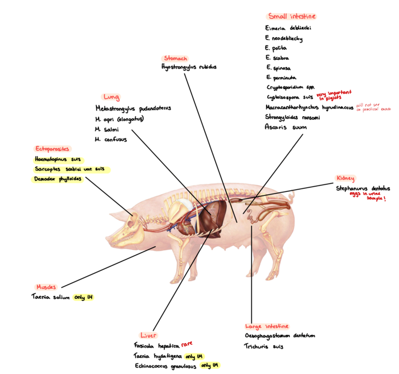 <p>Species List: </p><p><strong>Protozoa</strong>: </p><ul><li><p>Eimeria (Debliecki, Poliata, Spinosa, suis, scabra, neodebliecki)</p></li><li><p>Cystoisospora suis</p></li><li><p>Cryptosporidium suis/parvum</p></li></ul><p><strong>Trematoda:</strong></p><ul><li><p>Fasciola hepatica</p></li><li><p>Dicrocoelium Dendriticum (rare)</p></li><li><p>Fasciolopsis buski - liver</p></li><li><p>Schistosoma (japonicum, spindale, nasalis)</p></li></ul><p><strong>Cestoda</strong>:</p><ul><li><p>Taenia solium (IH: pig, human), hydatigenea (SU, pig - cysticercus tenuicollis), multiceps (IH: sheep, cattle, goat, coenurus cerebralis)</p></li><li><p>Echinococcus granulosus (IH: sheep, human, forming hydatid cysts in liver, lung, brain and bone marrow)</p></li></ul><p><strong>Nematoda: </strong></p><ul><li><p>Lung: Metastrongylus (Apri, salmi, pudendotectus)</p></li><li><p>Kidney: stephanurus dentatum</p></li><li><p>Stomach: hyostrongylus rubidus</p></li><li><p>SI: strongyloides ransomi , ascaris suum</p></li><li><p>LI: Oesophagostomum dentatum, trichuris suis</p></li></ul><p><strong>Acanthocephala</strong>: </p><ul><li><p>Macracanthorhynchus hyradinaceus - SI</p></li></ul><p><strong>Ectoparasites</strong>: </p><ul><li><p>Demodex phylloides</p></li><li><p>sarcoptes suis/scabei</p></li><li><p>Haematopinus suis</p></li></ul><p></p>