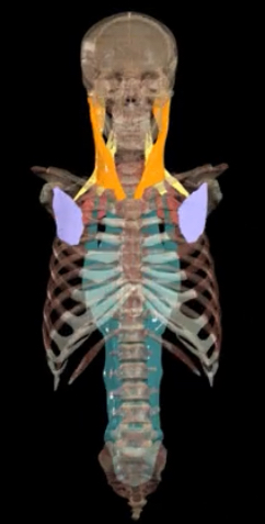 <p>What muscles contract during forced inspiration?</p>