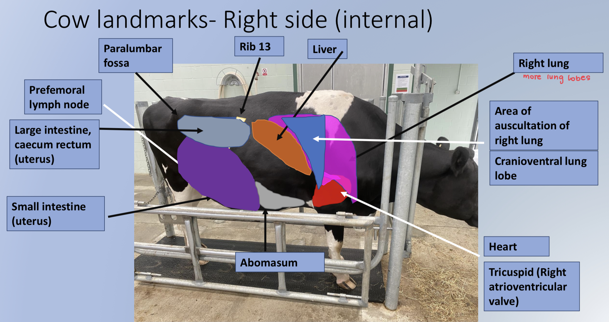* paralumbar fossa
* prefemoral LN
* Large intestine, caecum, rectum
* Small intestine
* Liver 
* Lung 
* Heart
* abomasum