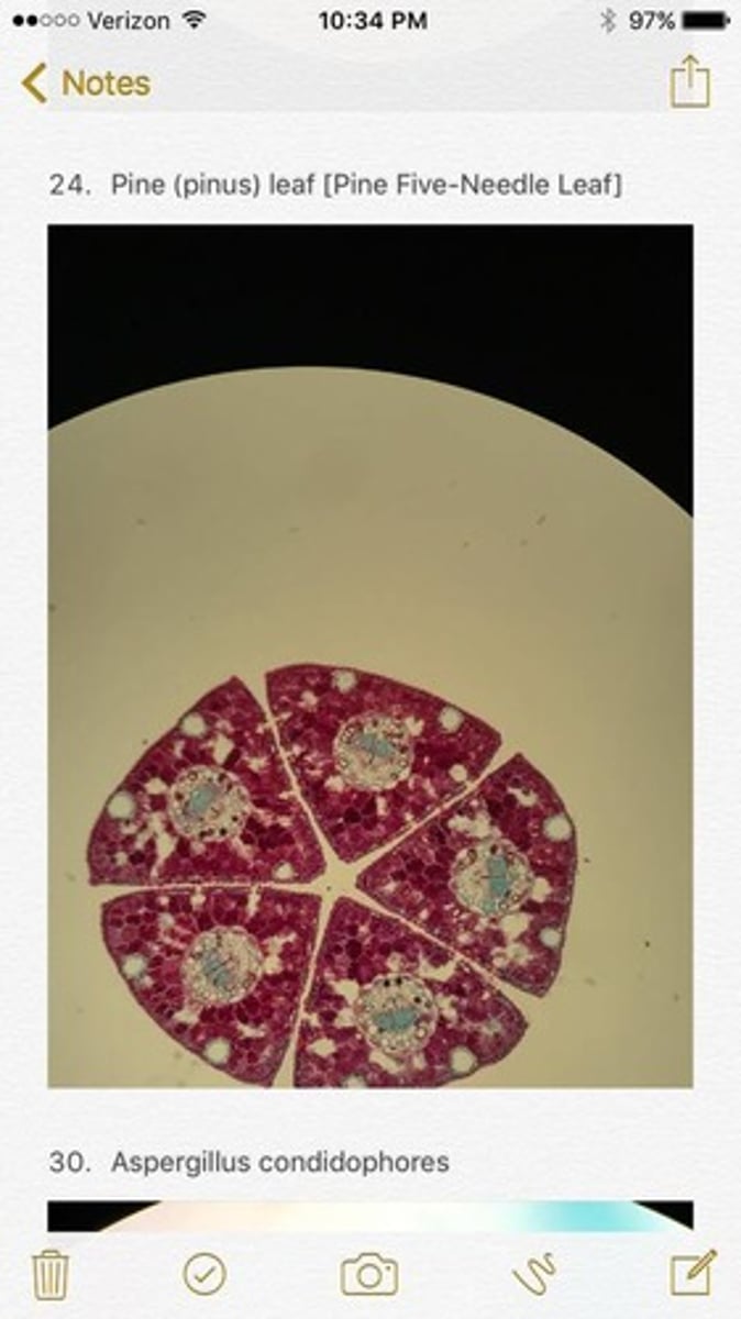 knowt flashcard image