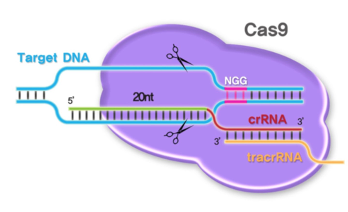 <p>A segment of bacterial DNA containing repeating nucleotide sequences that can be used in genetic engineering to alter an organism's DNA</p>