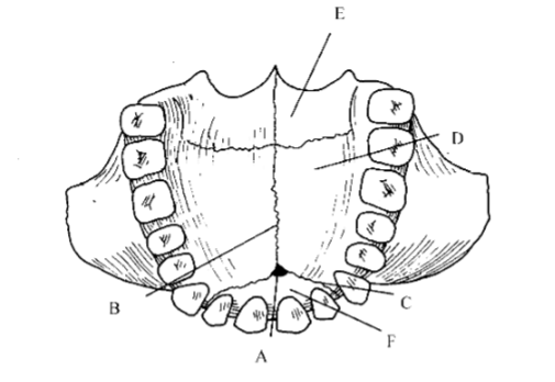 <p>93. _____ incisive foramen</p>