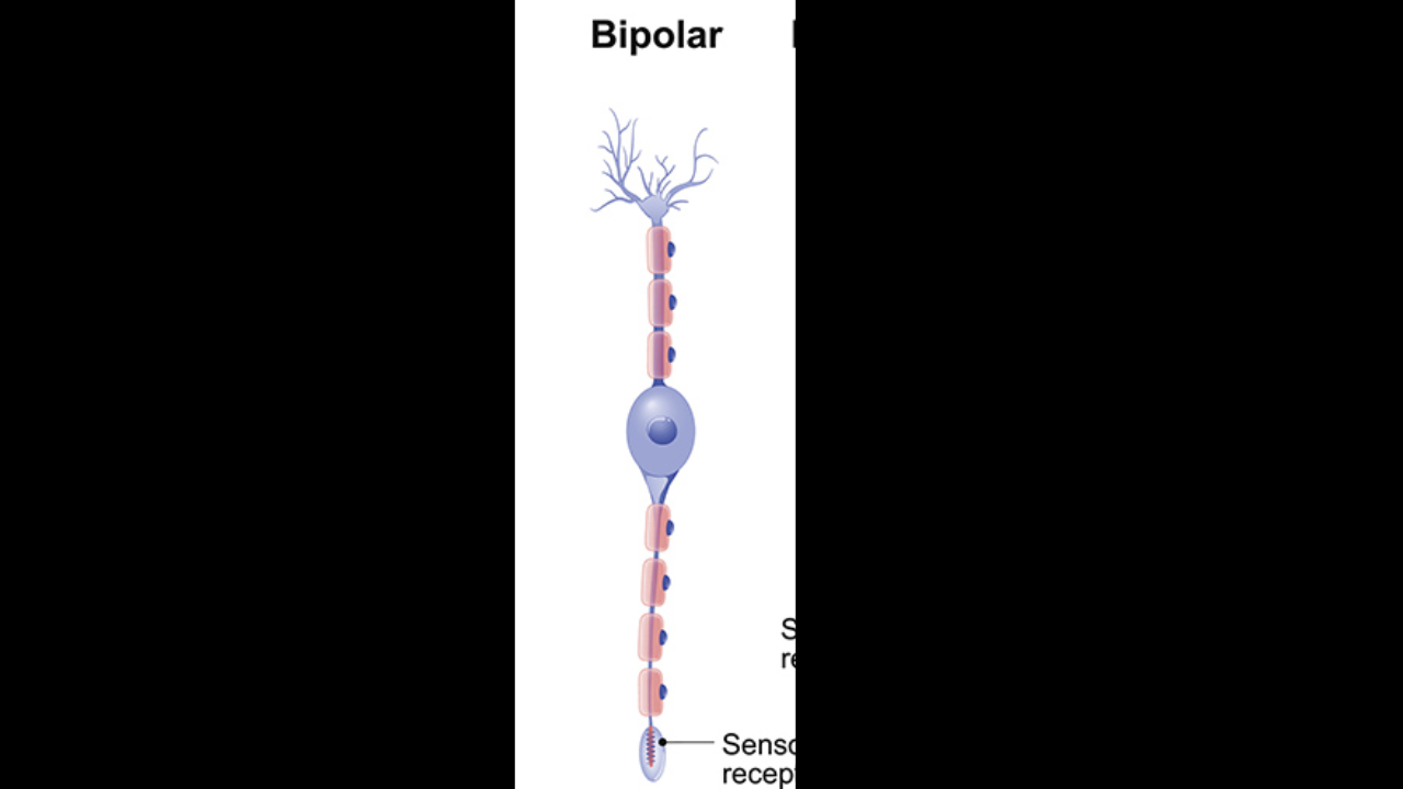 <p>Bipolar neuron</p>