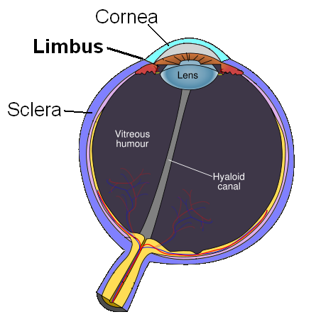 <p>The transition zone between the cornea and sclera</p>