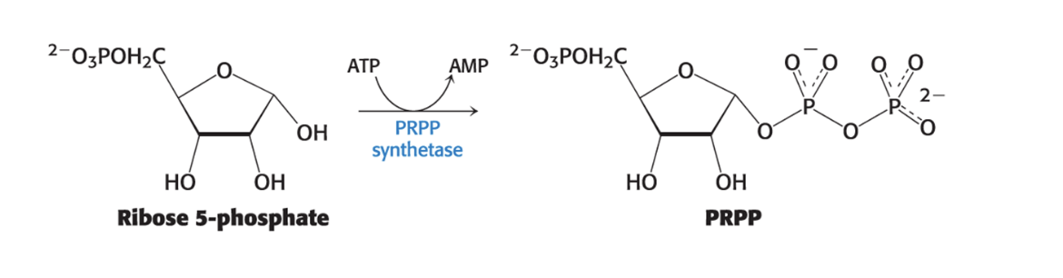 <ul><li><p>5-phosphoribosyl-1-pyroposphate (PRPP) = form of ribose activated to <strong>accept nucleobases</strong></p><ul><li><p>synthesized by <strong>5-phosphoribosyl-1-pyrophosphate synthetase</strong></p></li></ul></li></ul><p></p>