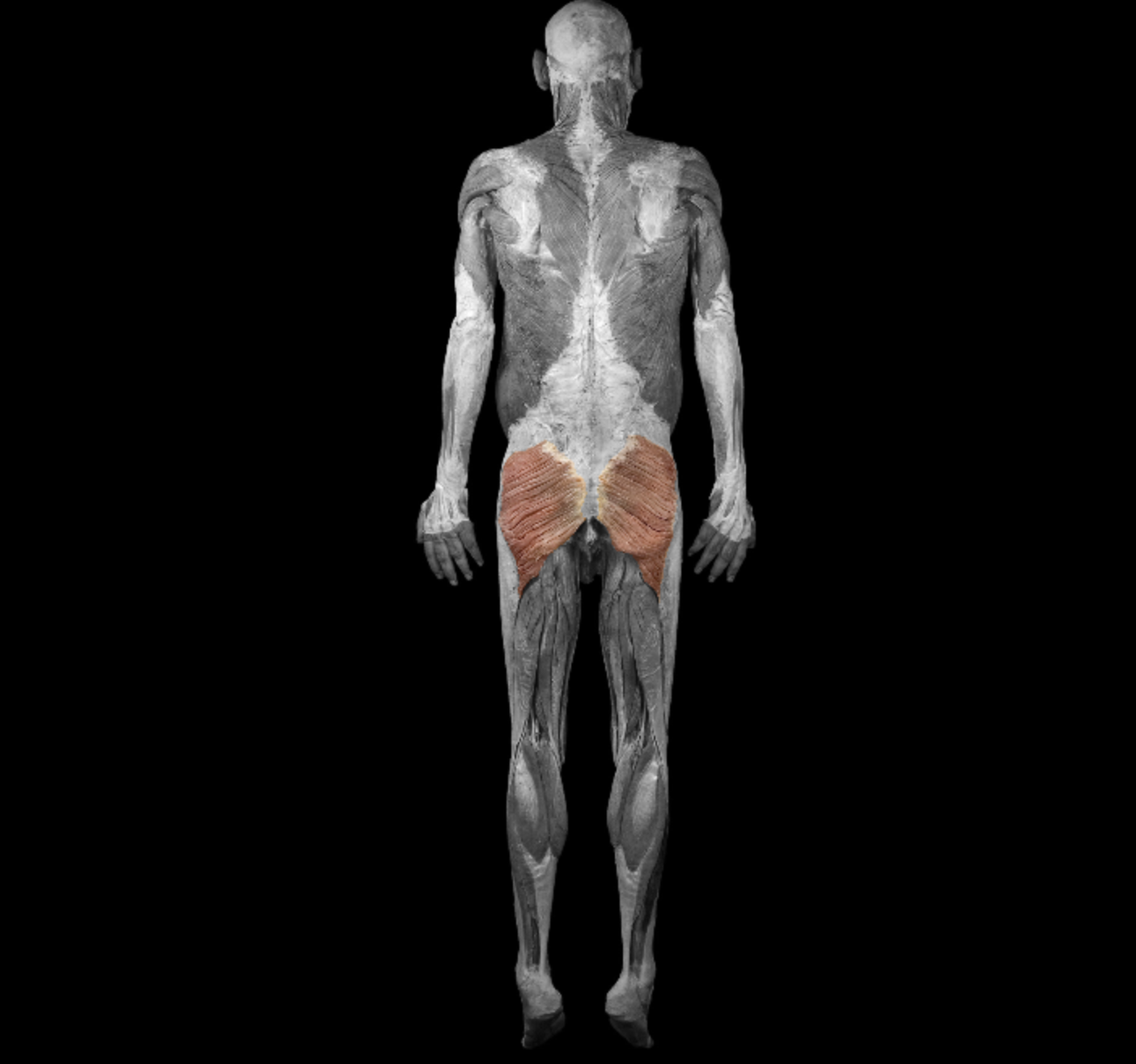 <p>most superficial, whole gluteal region </p><p></p><p>origin: iliac crest, sacrum, coccyx, aponeurosis of sacrospinalis</p><p></p><p>insertion: iliotibial tract, superior lateral of linea aspera</p><p></p><p>action: extend thigh at hip, lateral rotate thigh,</p><p></p><p>innervation: inferior gluteal nerve</p>