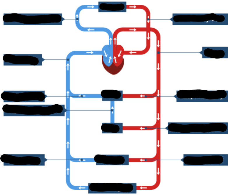 <p>General structure of circulation system</p>