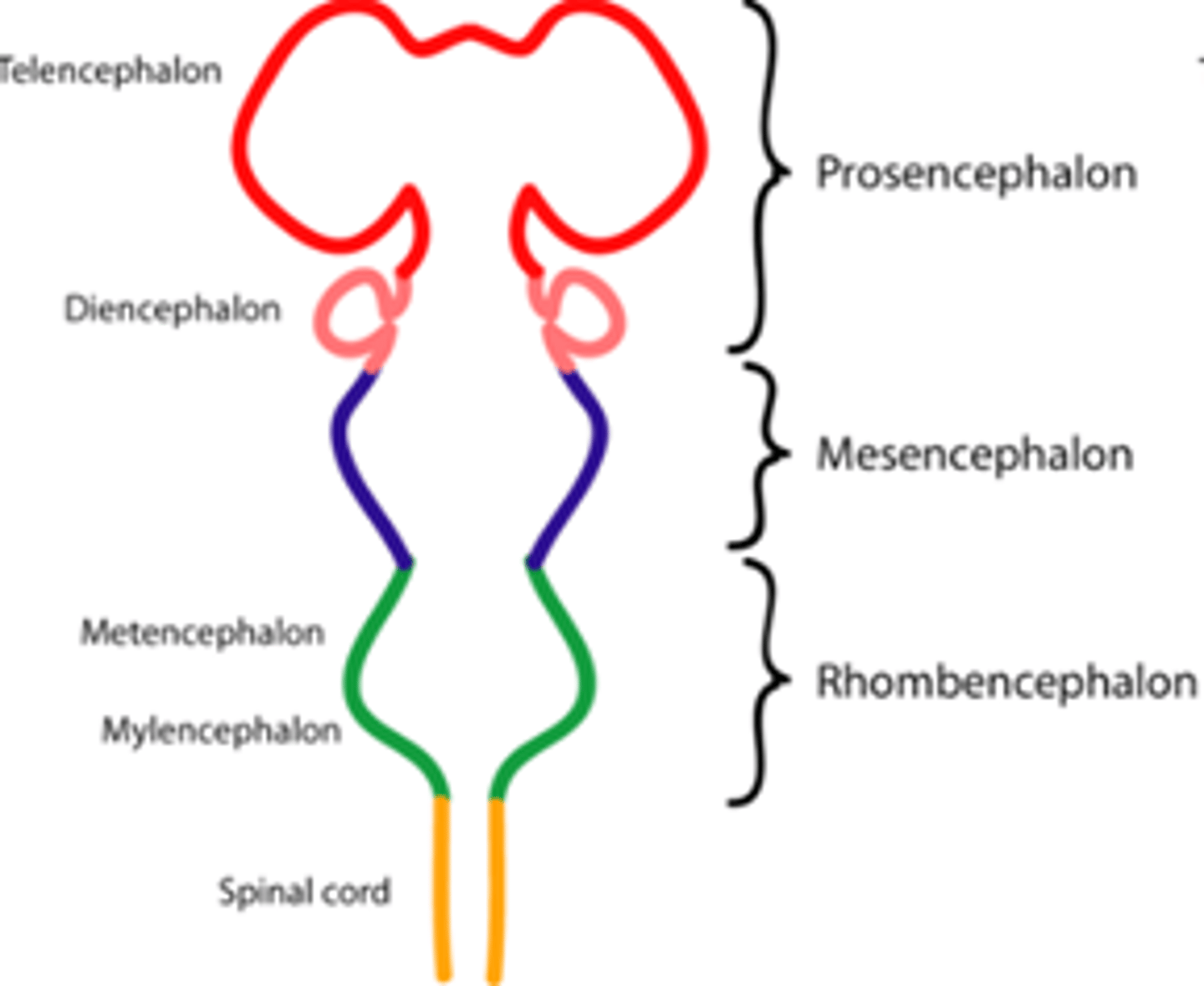 <p>telencephalon</p>