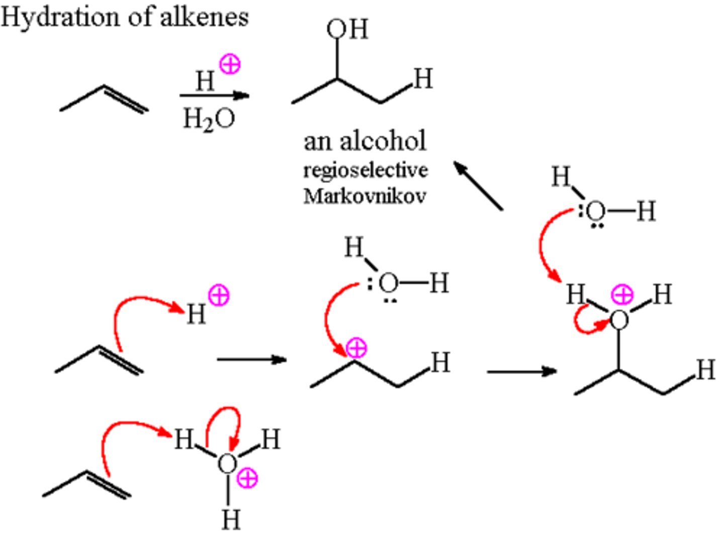 <p>-Reagents: H2SO4, HClO4, H3PO4; high temperature</p><p>-Can be reveresed to form alkenes from alcohols</p><p>-Addition</p><p>-Carbocation intermediates</p><p>-Markovnikov addition</p><p>-No stereochemical preference</p>