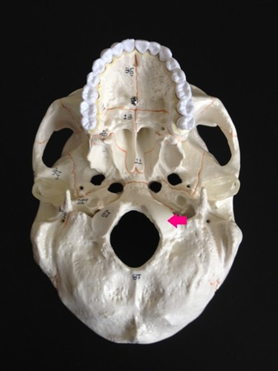 <p>Allow you to nod head yes; located on occipital bone; articulate with first vertebrae</p>