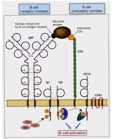 <p>Synergestic signals of BCR + CD19/CD21 complex (receptor for complement facto 3d) results in 100-fold B cell activation</p><p>Factor 3d is derived from complement factor C3b</p>