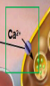 <p>In response to a nerve impulse, calcium (Ca2+) channels open and calcium enters the axon terminal</p>
