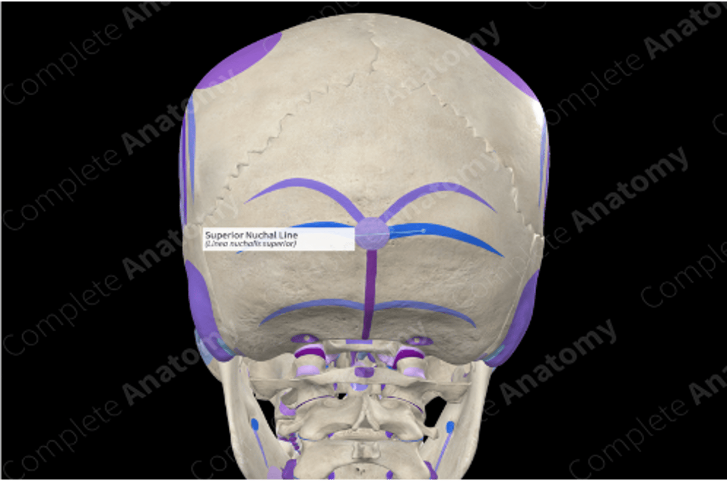 <p>1) Vertebrae: S-Shaped Spine, Rather Than C-Shaped Spine of Quadrupeds</p><p>2) Foramen Magnum</p><p>3) Nuchal Plane: Horizontal Flat Region on Back of Skull</p>