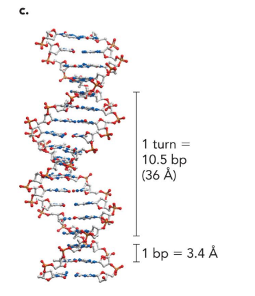 <p>3.4 angstrom</p>