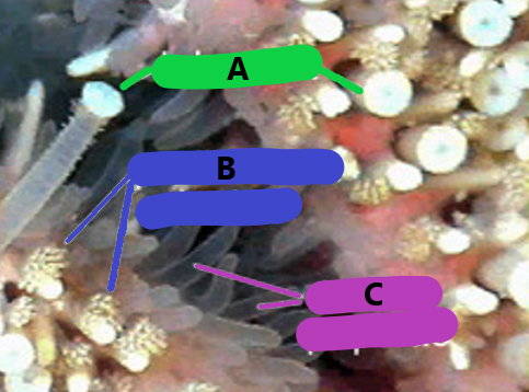 <p>What structures correspond with these letters? What phylum is this?</p>