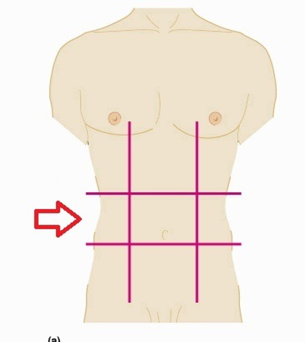 <p>Lie on the right side of the umbilical region.</p>