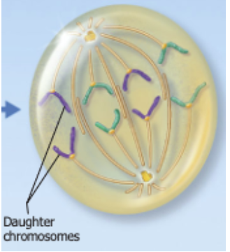 <p>centromeres of chromosomes split</p>