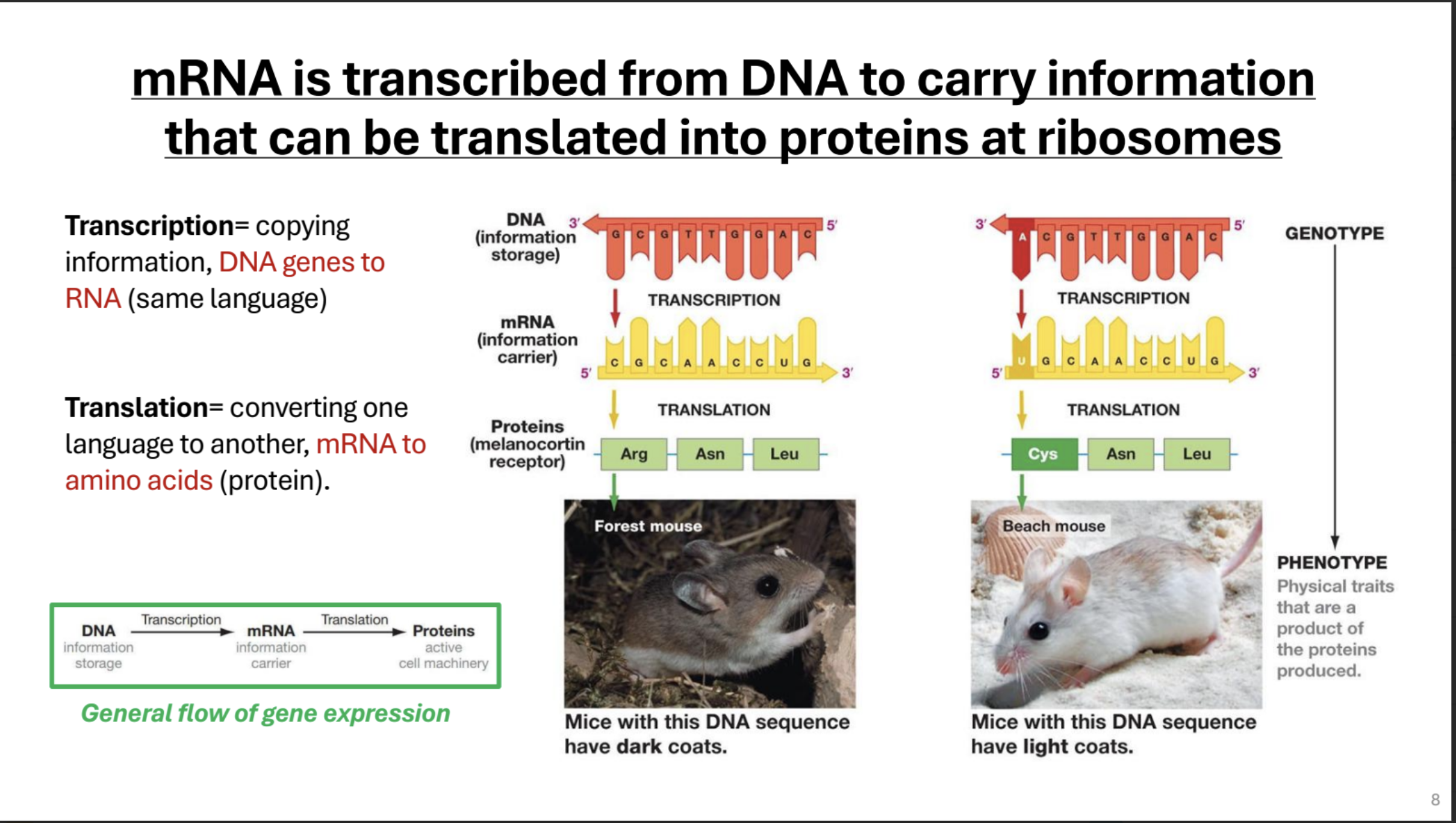 <p>(Genotype) DNA stores genetic info</p><p>translation → mRNA which contains carries genetic info → Proteins (Cell machinery that creates phenotype)</p>