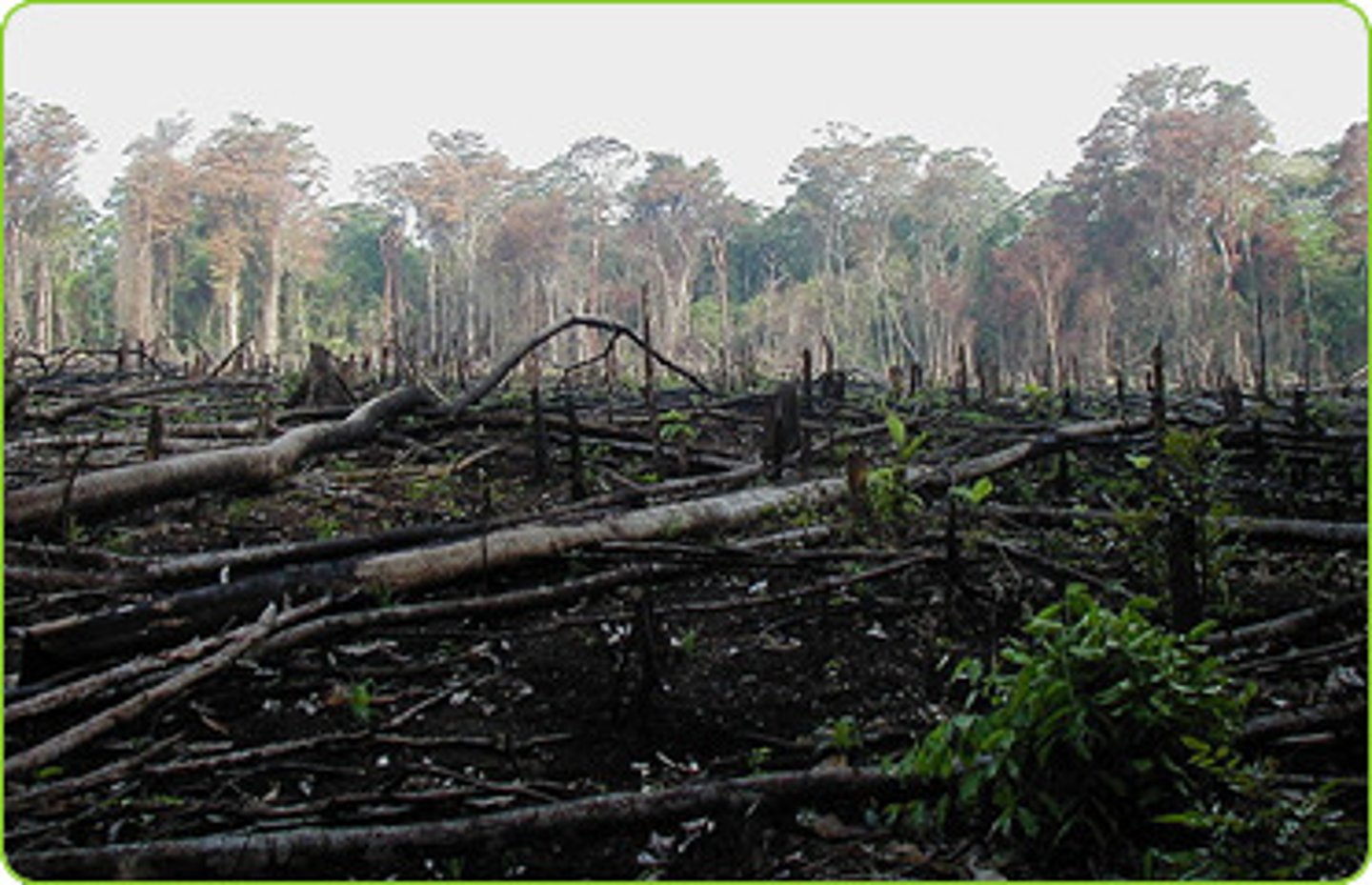 <p>The removal of trees from forests is called deforestation. It's happening on a huge scale in tropical rain forests. Reasons - Population pressure: As the population in the area increases, trees are cleared to make land for new settlements. <br>Mineral extraction: Minerals (e.g. Gold and iron ore) are mined and sold to make money.</p>