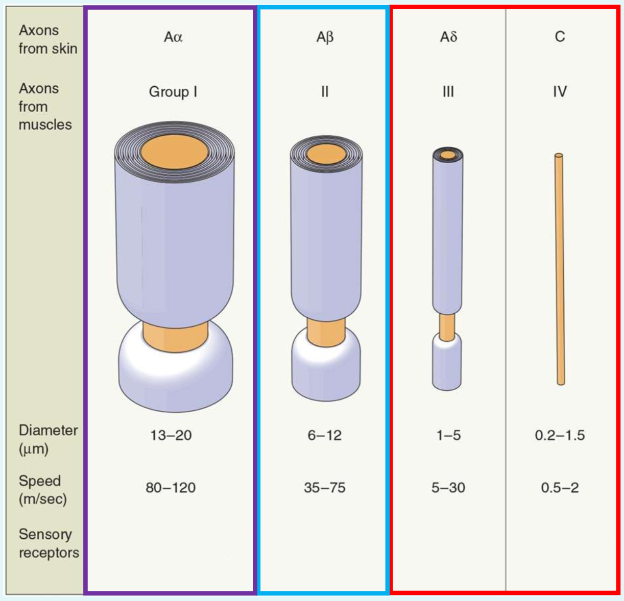 <p>What is the function of the sensory receptors of Aβ?</p>
