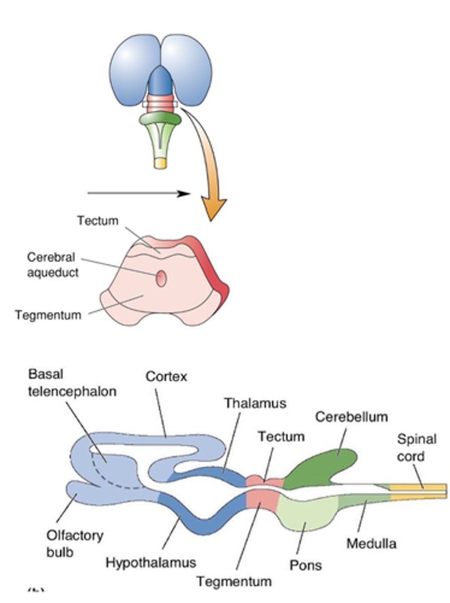 <p>Midbrain differentiation</p>