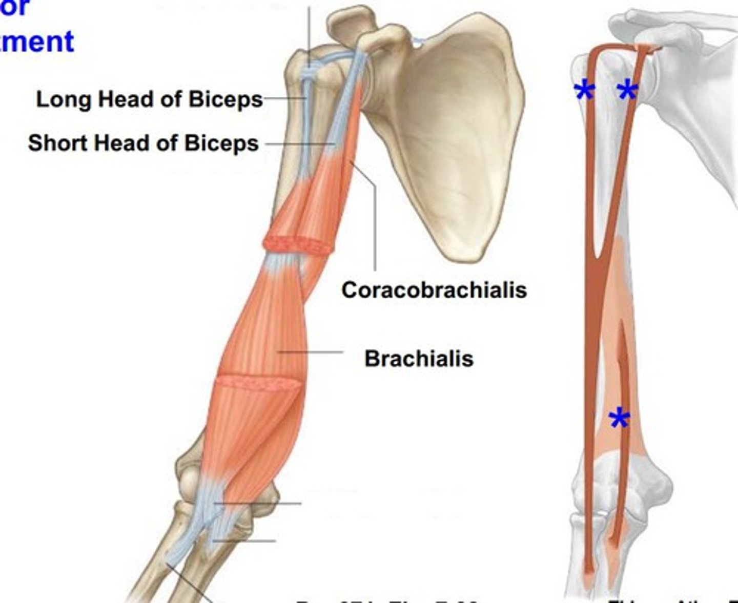<p>Biceps brachii</p><p>Corachobrachialis</p><p>Brachialis</p>