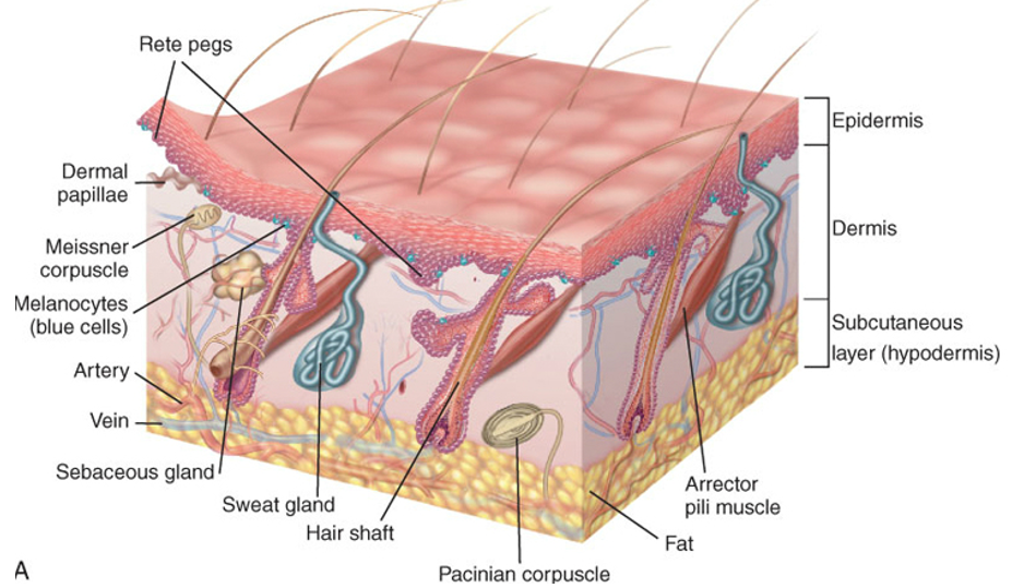 <p><span>It forms a cousin and lubricant for the contact from the skin to the organ.</span></p><p></p>