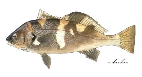 <p>What is the name of the fish?</p>