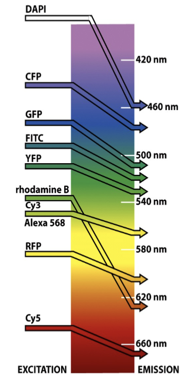 <p>molecules or proteins (e.g. fluorescent proteins) that absorb at one wavelength and emit at another; can control the excitation wavelength by choosing a light source, such as mercury, halogen, LED, or a laser.</p>