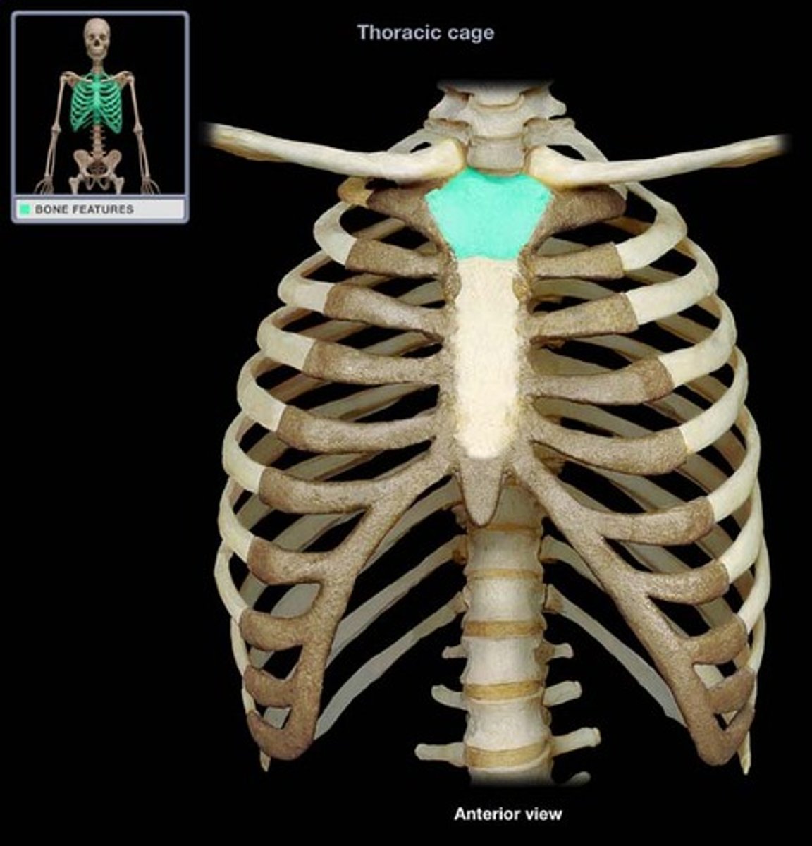 <p>CHEST BONE</p><p>Has three parts:</p><p>-Manubrium: top</p><p>-Body: middle</p><p>-Xiphoid process: end</p>